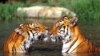 Raro tigre nace en San Francisco