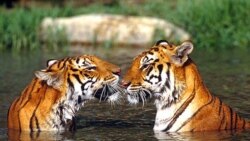 "Leanne", la madre de la cría, y "George", el padre, fueron prestados por los zoológicos de San Antonio y Denver para el apareamiento.