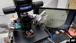 FILE - Lab staff use a microscope and articulated hand controls to extract cells from 1- to 7-day-old embryos, shown on the monitor at right, that are then checked for viability at the Aspire Houston Fertility Institute in vitro fertilization lab, Feb. 27, 2024, in Houston.