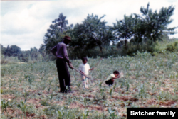 Picture of David Satcher as a child picking cotton with his father, Wilmer, and older brother on the family farm. (Photo courtesy of Satcher family)
