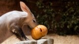 An aardvark named Draco eats a pumpkin as part of the upcoming Halloween celebration at Prague Zoo, Prague, Czech Republic, Oct. 31, 2024. 