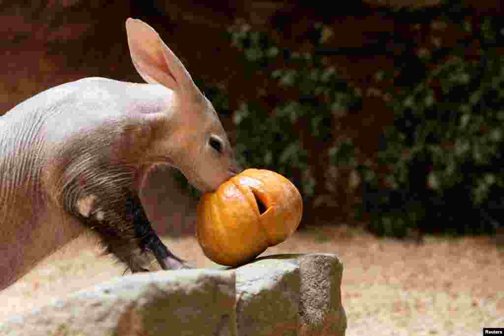 An aardvark named Draco eats a pumpkin as part of the upcoming Halloween celebration at Prague Zoo, Prague, Czech Republic.