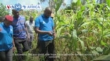 VOA60 Africa - Kenya: Smartphone app helps farmers identify disease and pests in their crops