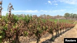 FILE - A general view of Tomich Winery following a bushfire in Dec. 2019, in Adelaide Hills, Australia, Jan. 18, 2020.