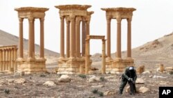 Russian serviceman check for mines in the Palmyra ancient ruins, Syria, in this photo provided by Russian Defense Ministry press service, April 8, 2016.