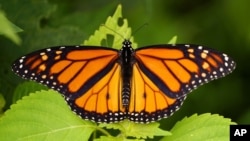 FILE - A monarch butterfly flexes its wings in a garden in Marple Township, Pa., on July 11, 2021.