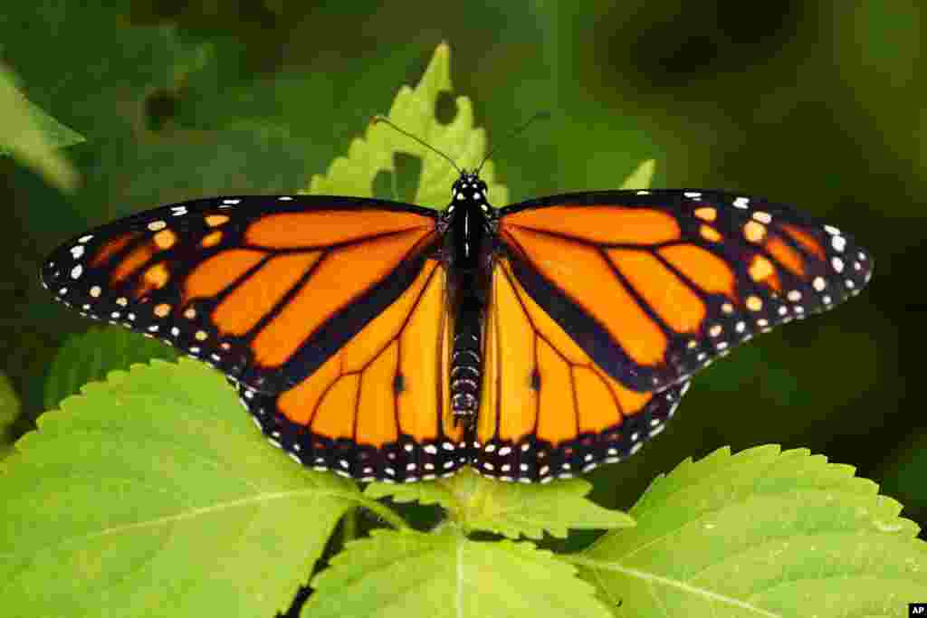 A monarch butterfly flexes its wings in a garden in Marple Township, Pennslyvania.