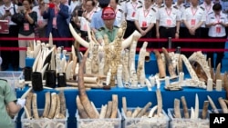 Chinese officials watch as workers prepare ivory products for destruction during a ceremony in Beijing.