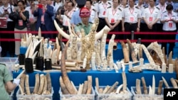 Chinese officials watch as workers prepare ivory products for destruction during a ceremony in Beijing, May 29, 2015. 