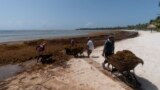 FILE - Workers remove sargassum seaweed from the Bay of Soliman, north of Tulum, Mexico, on Aug. 3, 2022. Belize, which also suffers from the foul-smelling seaweed, said on Oct. 3, 2023, that it plans to turn the stuff into biofuel.