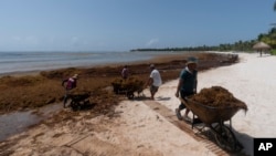 FILE - Workers remove sargassum seaweed from the Bay of Soliman, north of Tulum, Mexico, on Aug. 3, 2022. Belize, which also suffers from the foul-smelling seaweed, said on Oct. 3, 2023, that it plans to turn the stuff into biofuel.