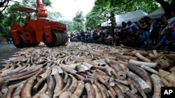 A steamroller is used to crush seized elephant tusks during a ceremony at the Protected Areas and Wildlife Bureau of the Department of Environment and Natural Resources in Quezon city, northeast of Manila, Philippines, June 21, 2013.