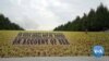 Sunflower Display at NYC Park Commemorates Women's Suffrage 