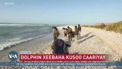 Puntland oo baaraysa doolfino soo caariyey