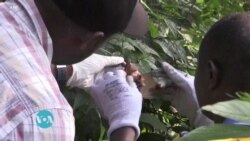 Vifahamu Virusi vya Marbug