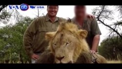 Nha sĩ bắn chết sư tử Cecil bị dọa giết (VOA60)