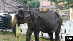 After a social media firestorm over using a 70-year-old emaciated elephant named Tikiri in the parade, the authorities withdraw her from the festival, allowing her rest and medication at the Temple of the Tooth in Kandy, Sri Lanka.