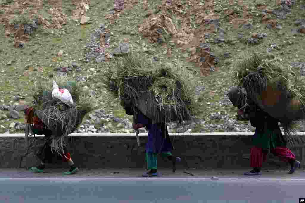 Women carry grass for cattle on their backs, in the Srobi district of Kabul, Afghanistan.