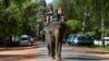 Cambodia’s Angkor Temple Complex Ending Elephant Rides