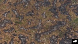 Charred trees felled by wildfires are seen near Porto Velho, Brazil, Friday, Aug. 23, 2019. 