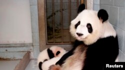 FILE - Giant panda Lun Lun relaxes as her twin cubs, Mei Lun and Mei Huan, sleep nearby at Zoo Atlanta in Atlanta, Nov. 14, 2013. Lun Lun gave birth to another set of twins Saturday, the zoo said.