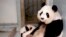 FILE - Giant panda Lun Lun relaxes as her twin cubs, Mei Lun and Mei Huan, sleep nearby at Zoo Atlanta in Atlanta, Nov. 14, 2013.  Lun Lun gave birth to another set of twins Saturday, the zoo said.