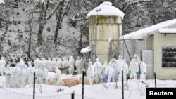 Officials in protective gears cull chickens in the snow at a poultry farm after a highly virulent strain of bird flu was detected in Yamagata in Gifu Prefecture, central Japan, in this photo taken by Kyodo, Jan. 15, 2017. 