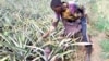 A 17 ans, ce jeune Camerounais sans formation manipule les pesticides dans son champs d'ananas, près de Yaoundé, le 11 mai 2017. (VOA/Emmanuel Jules Ntap)