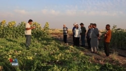 Li Rojava Rêxistinên Jîngehê Piştgirîya Çandinîya Xwezayî Dikin
