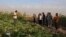 Li Rojava Rêxistinên Jîngehê Piştgirîya Çandinîya Xwezayî Dikin
