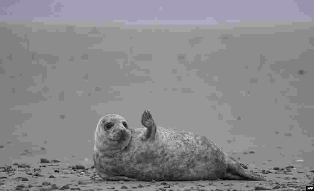 A young grey seal gestures as it lies on a beach on the North Sea island of Helgoland, Germany, Jan. 5, 2020. 