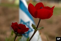 FILE - Anemone wildflowers bloom in Re'im, southern Israel, February. 12, 2024.