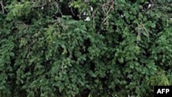 Abyei aşiret bölgesi ve çatışmaların yoğun olduğu bir yer