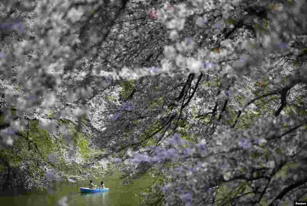 Sepasang wisatawan menaiki perahu sambil menikmati bunga sakura yang tengah bermekaran di sebuah taman di Tokyo, Jepang.