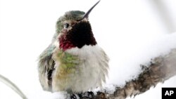 Se ha descubierto también que algunas de estas aves pasan el invierno en zonas con temperaturas gélidas.