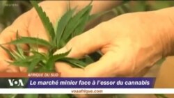 Le marché minier face a l'essor du cannabis