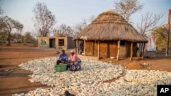 Kenias Chikamhi and his wife, Chanatsi Cheku, harvest maize  successful  Chiredzi, Zimbabwe, Sept. 18, 2024.