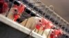 FILE - Chickens huddle in their cages at an egg processing plant at the Dwight Bell Farm in Atwater, California, Sept. 10, 2008. 