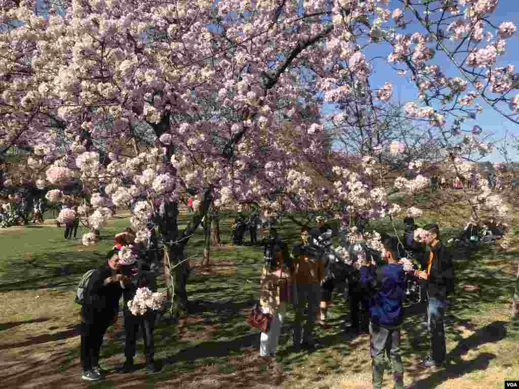 3月31日复活节周末，华盛顿樱花开始盛放，游人如织。