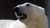 Белые медведи окружили российскую метеостанцию в Арктике