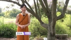 [VOA 글로벌 리포트] 떠나는 미군... 탈레반 돌아오나