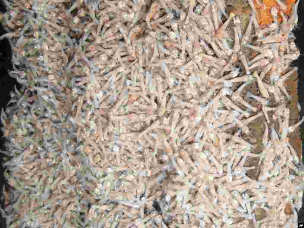 New shrimp species at the world's deepest undersea vent. (University of Southampton / NOC)