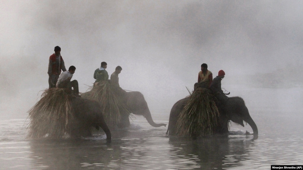 FILE - Nepalese mahouts walk their elephants through the Rapti River from Chitwan National Park in Sauraha, Chitwan, 170 kilometers (106 miles) south from Katmandu, Nepal, Monday, Dec. 26, 2011. (AP Photo/Niranjan Shrestha)