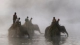 FILE - Nepalese mahouts walk their elephants through the Rapti River from Chitwan National Park in Sauraha, Chitwan, 170 kilometers (106 miles) south from Katmandu, Nepal, Monday, Dec. 26, 2011. (AP Photo/Niranjan Shrestha)