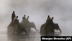 FILE - Nepalese mahouts walk their elephants through the Rapti River from Chitwan National Park in Sauraha, Chitwan, 170 kilometers (106 miles) south from Katmandu, Nepal, Monday, Dec. 26, 2011. (AP Photo/Niranjan Shrestha)