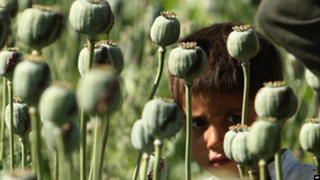 An Afghan boy looks from a poppy field as U.S. Marines patrol a village in the Golestan district of Farah province, May 5, 2009. (file photo)