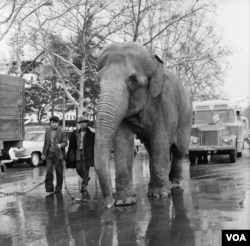 თბილისის ზოოპარკიდან 1972 წლის 7 ივნისის წყალდიდობისას გაქცეული სპილო