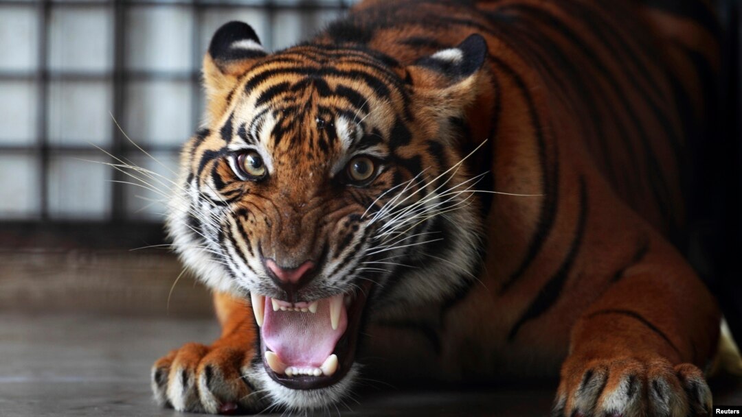 Jumlah harimau Sumatera saat ini diperkirakan hanya mencapai 350 ekor (foto: dok). 
