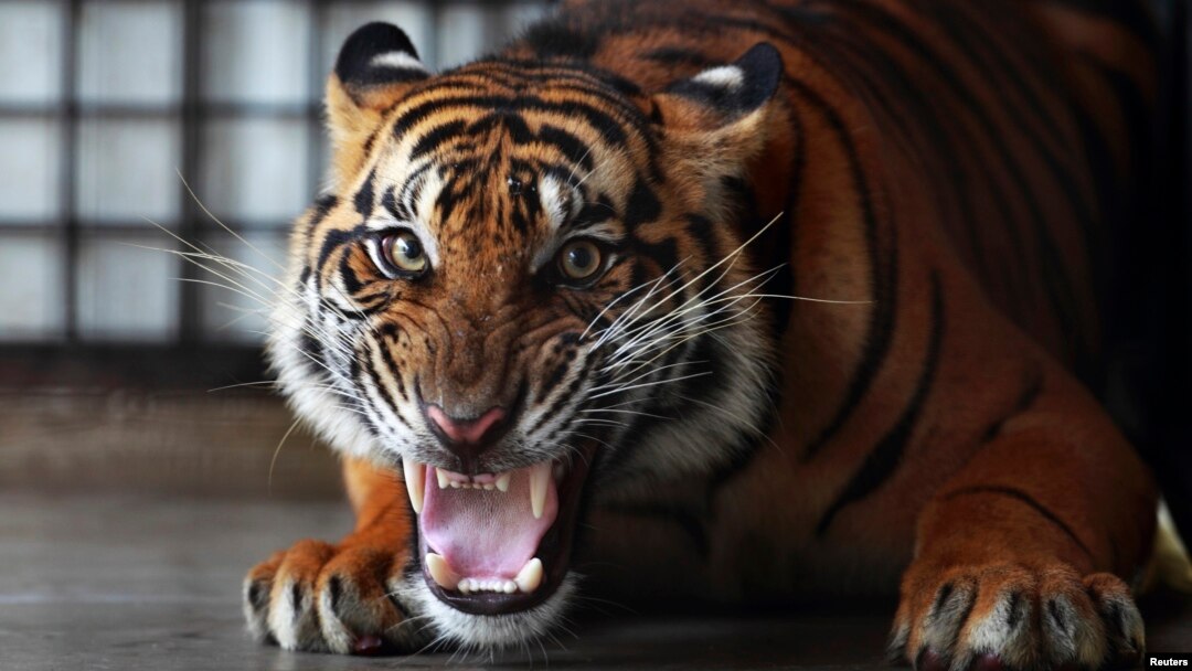 Harimau Sumatera di lembaga konservasi di Bandar Lampung. Hanya ada 400 ekor harimau Sumatra yang tersisa saat ini akibat pengrusakan hutan dan perburuan. (Foto: Dok)