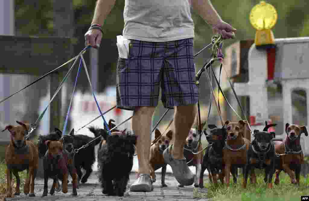 A man takes a walk with dogs in Berlin, Germany.